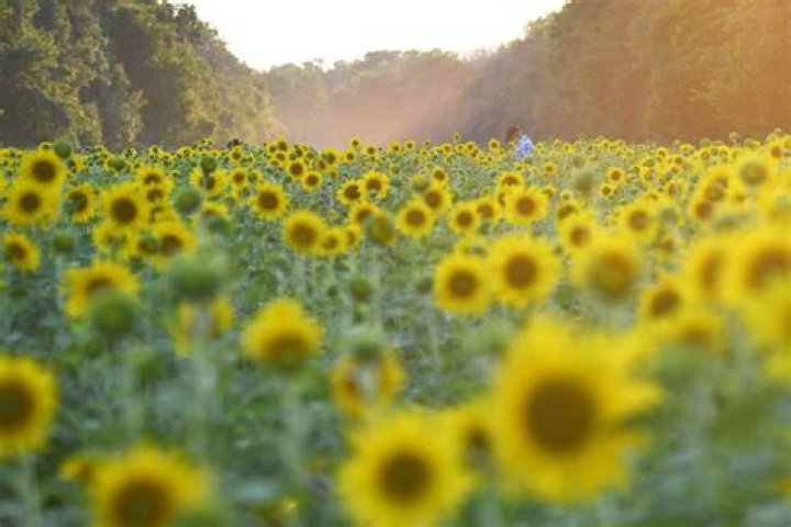 27 Best Sunflower Fields Near Me