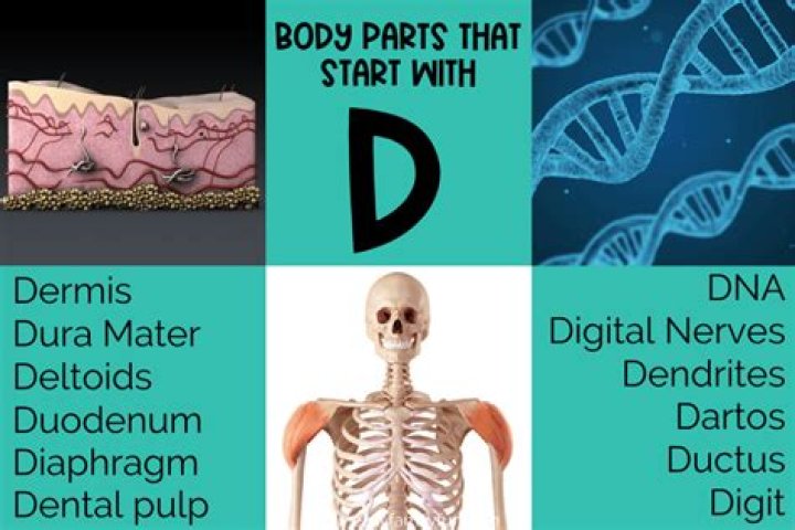 "Exploring Anatomy Body Parts That Start with D'"