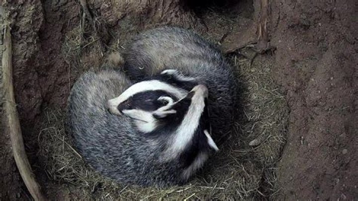 Inside a badger sett: Three cubs filmed with hidden cameras