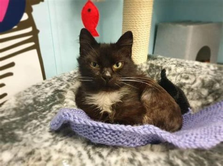 RSPCA is Looking For People To Knit Their Kittens Blankets
