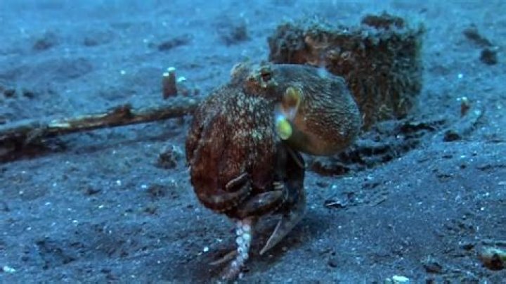 Run, Octopus, Run! | The Kid Should See This