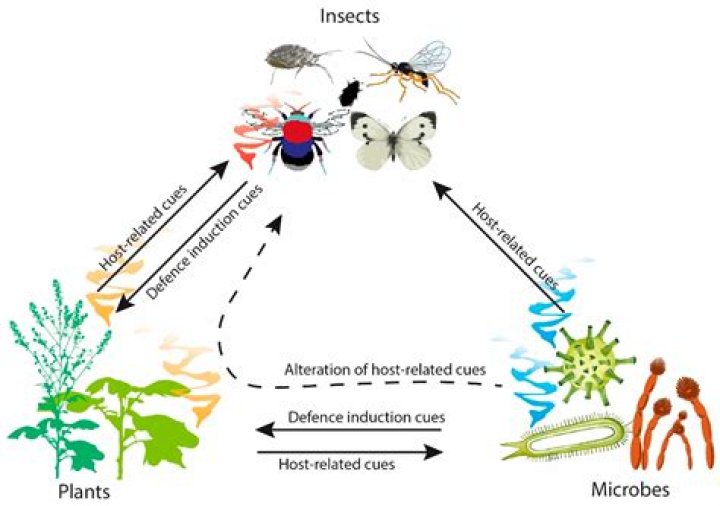 Science: How Insects Fly - TIME