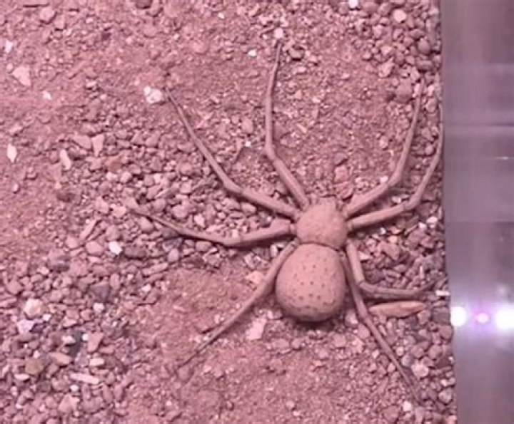 Sicarius spiders self-bury in the sand