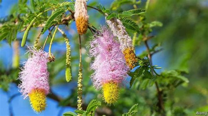 The miracle of marabú, Cuba’s wonderful weed