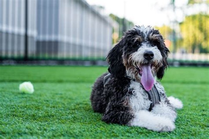 What to Know About the Popular Poodle Mixes